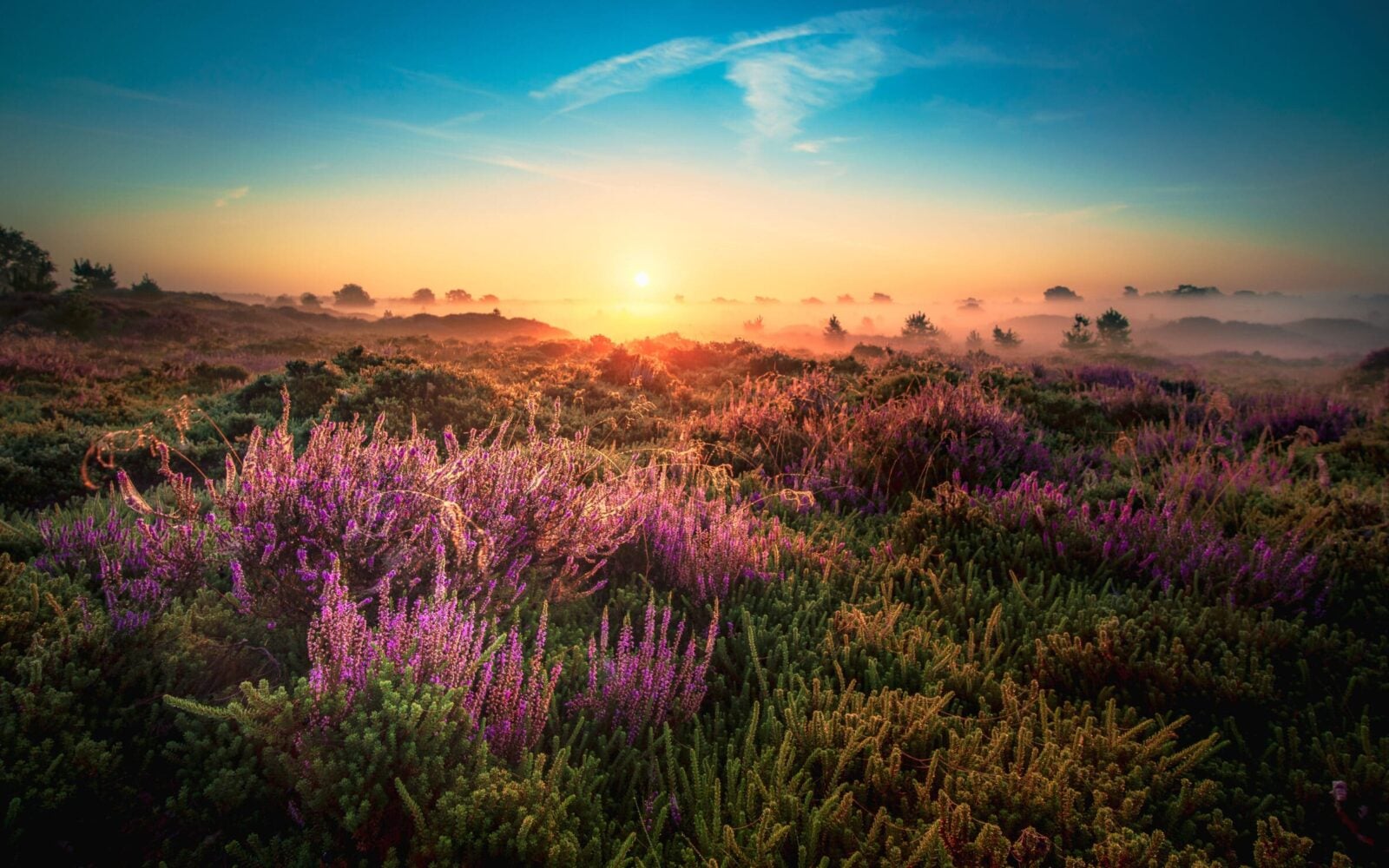 Barneveld